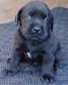 puppies.com