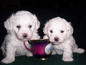 puppydog.com