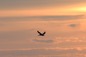 seagull in sun