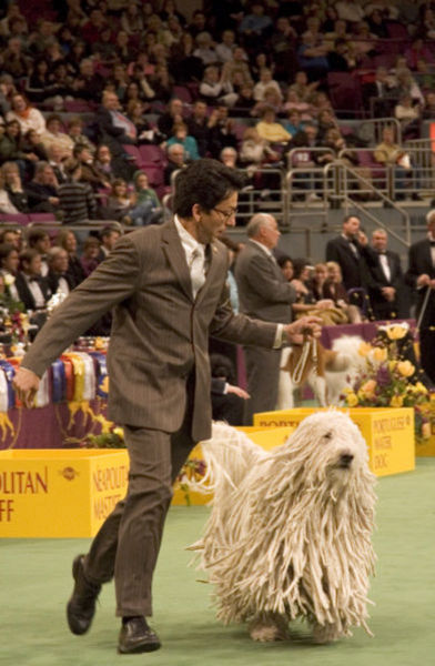 American Kennel Club