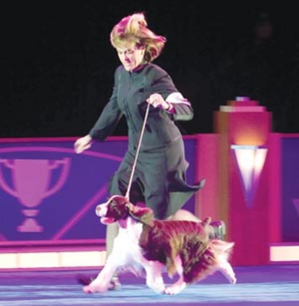 American Kennel Club