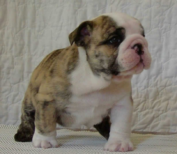 Bulldogs For Sale Puppy