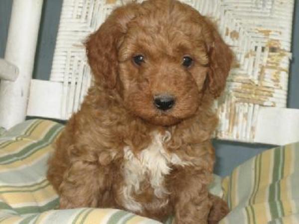 mini goldendoodle puppies