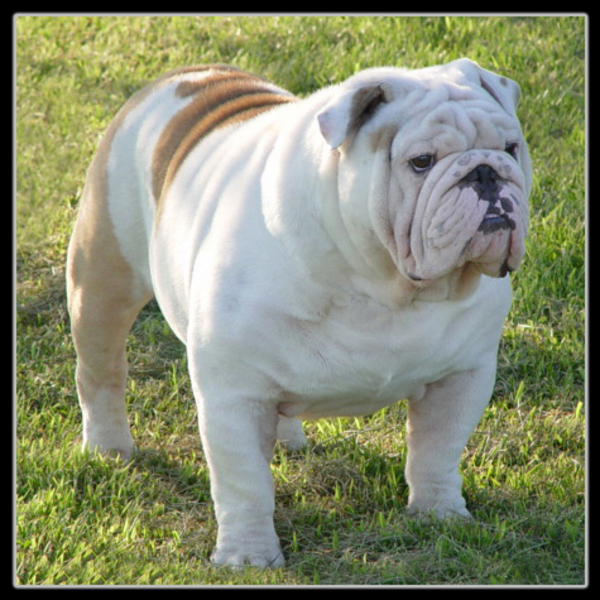 englishbulldogsforsalecom image gallery at weblo bulldogs for sale 600x600