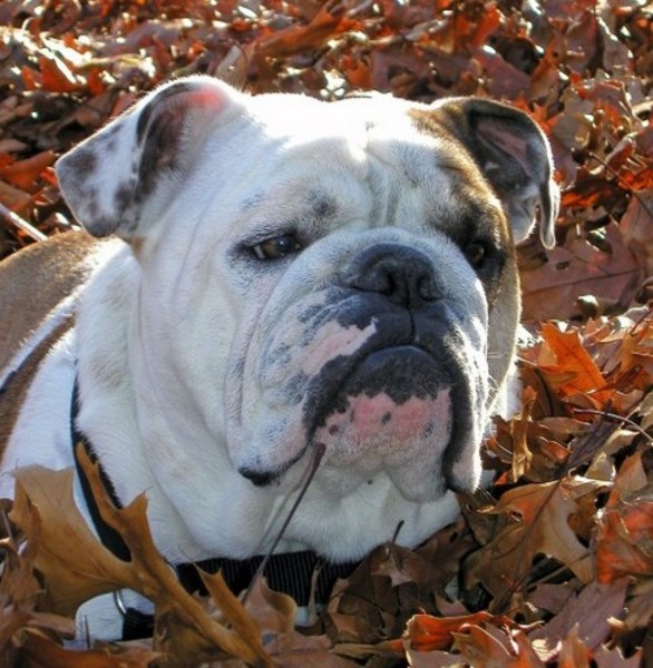 English Bulldogs For Sale leaves