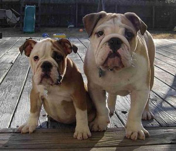 English Bulldogs For Sale Puppies
