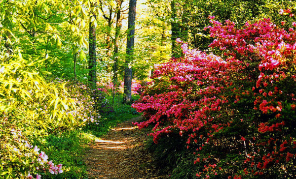 Fisher Park Trail, Greensboro, NC, April 2007