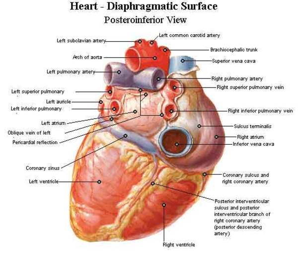 heart diagram picture