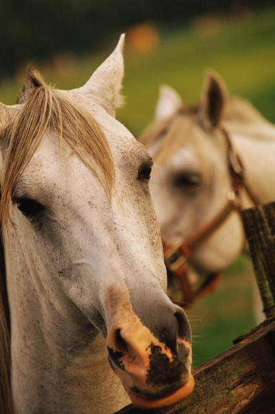 Horses For Sale Horse