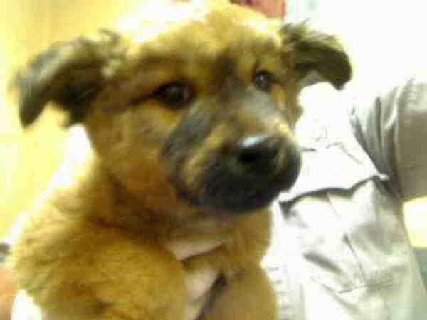 Hundreds of Homeless Pets Need Homes