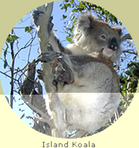  Kangaroo Island Koala