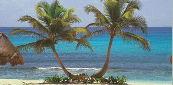 Palms