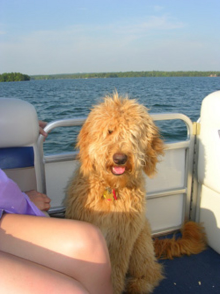 mini goldendoodle puppies nc goldendoodles for sale nc to miniature goldendoodles for sale breeds mini goldendoodle puppies nc goldendoodles for sale nc to miniature goldendoodles for sale breeds