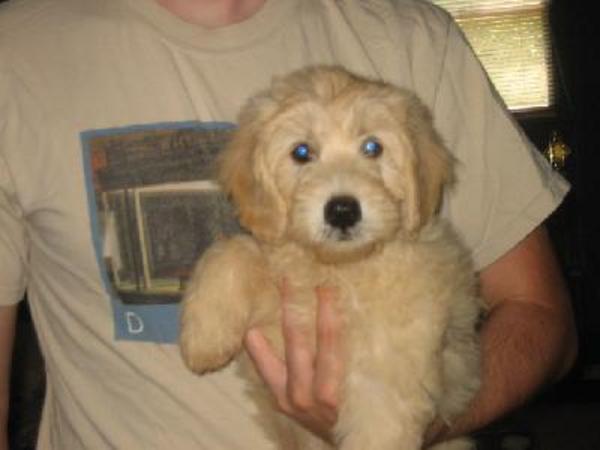 Mini Golden Doodle So Cute