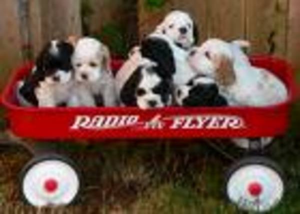Radio Flyer