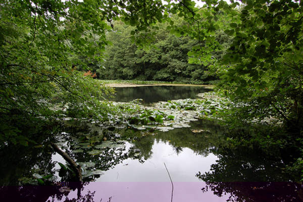 Reflections at Wallington 2 - Northumberland - Aug