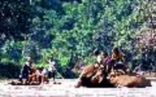 Trek with elephants