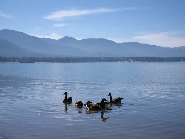 Wildlife