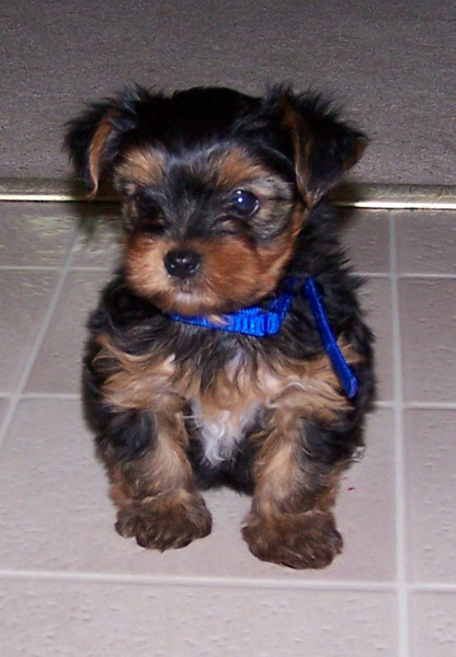 YORKIES FOR SALE Images