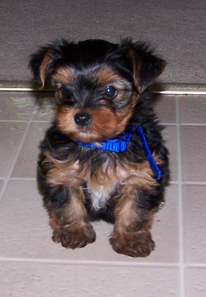 yorkies for sale