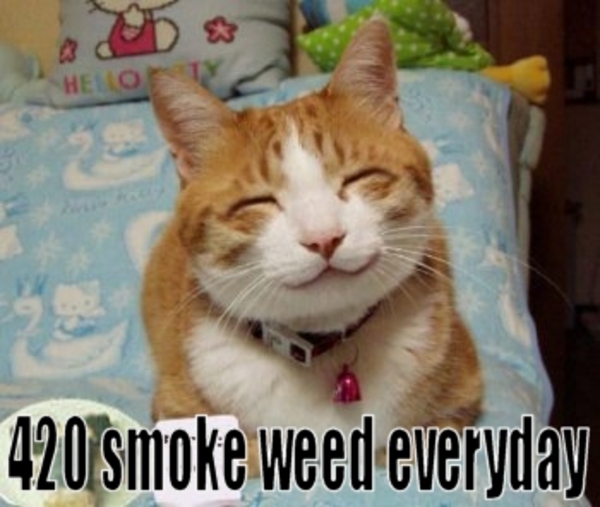 cats_stoned_weed_ganga_ma_4a8c025492197.jpeg