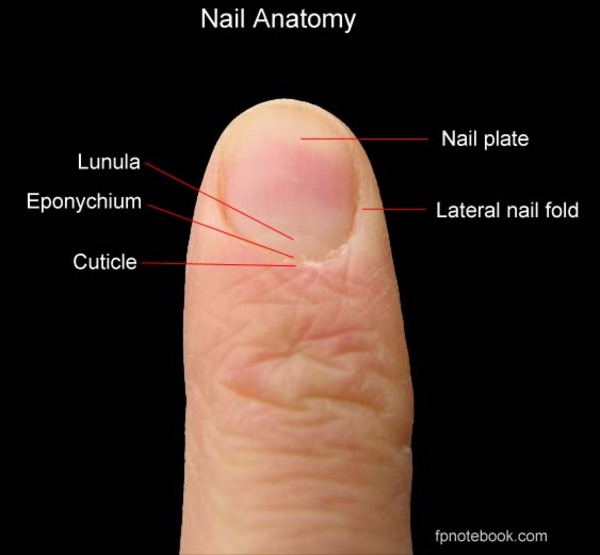 eponychium called cuticle