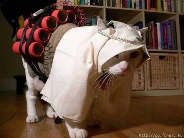kitty_cat_holy_war_pe_47e2b0fe05086.jpg
