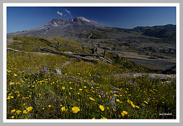Mt. St. Helens Wildflowers © Joel N