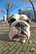 American Kennel Club