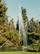Forest Lawn