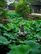 Humble Administrator Garden