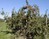 Koning's Orchard