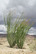 Ocotillo City